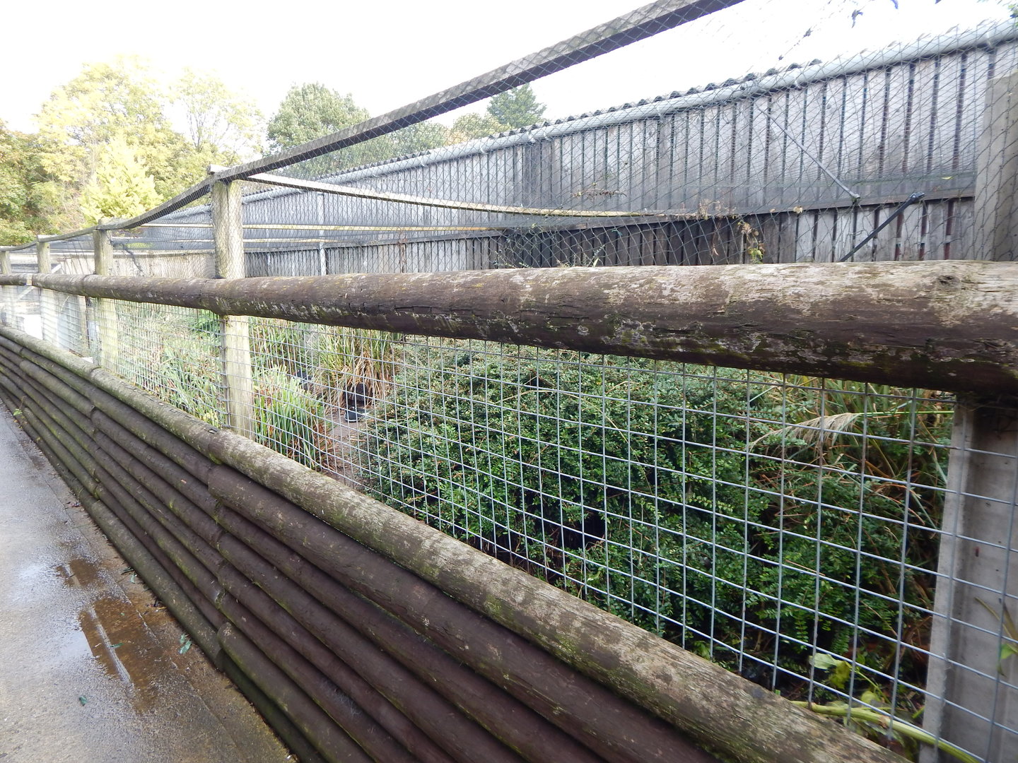 Red-breasted goose aviary 231022