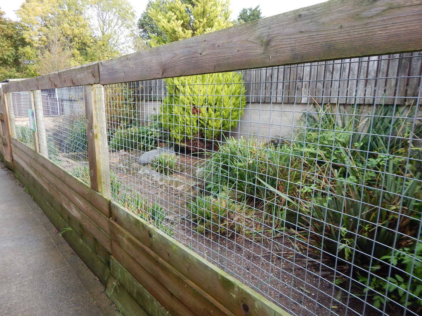 Red-breasted goose aviary 231022