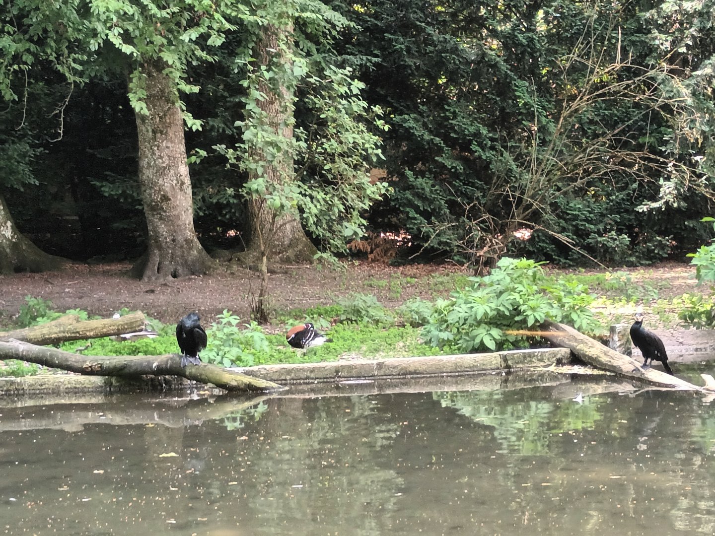 Red breasted Goose, Bar headed Goose and Great Cormorant Enclosure