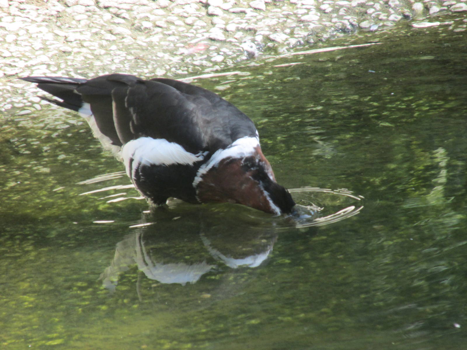 red breasted goose barcelona zoo