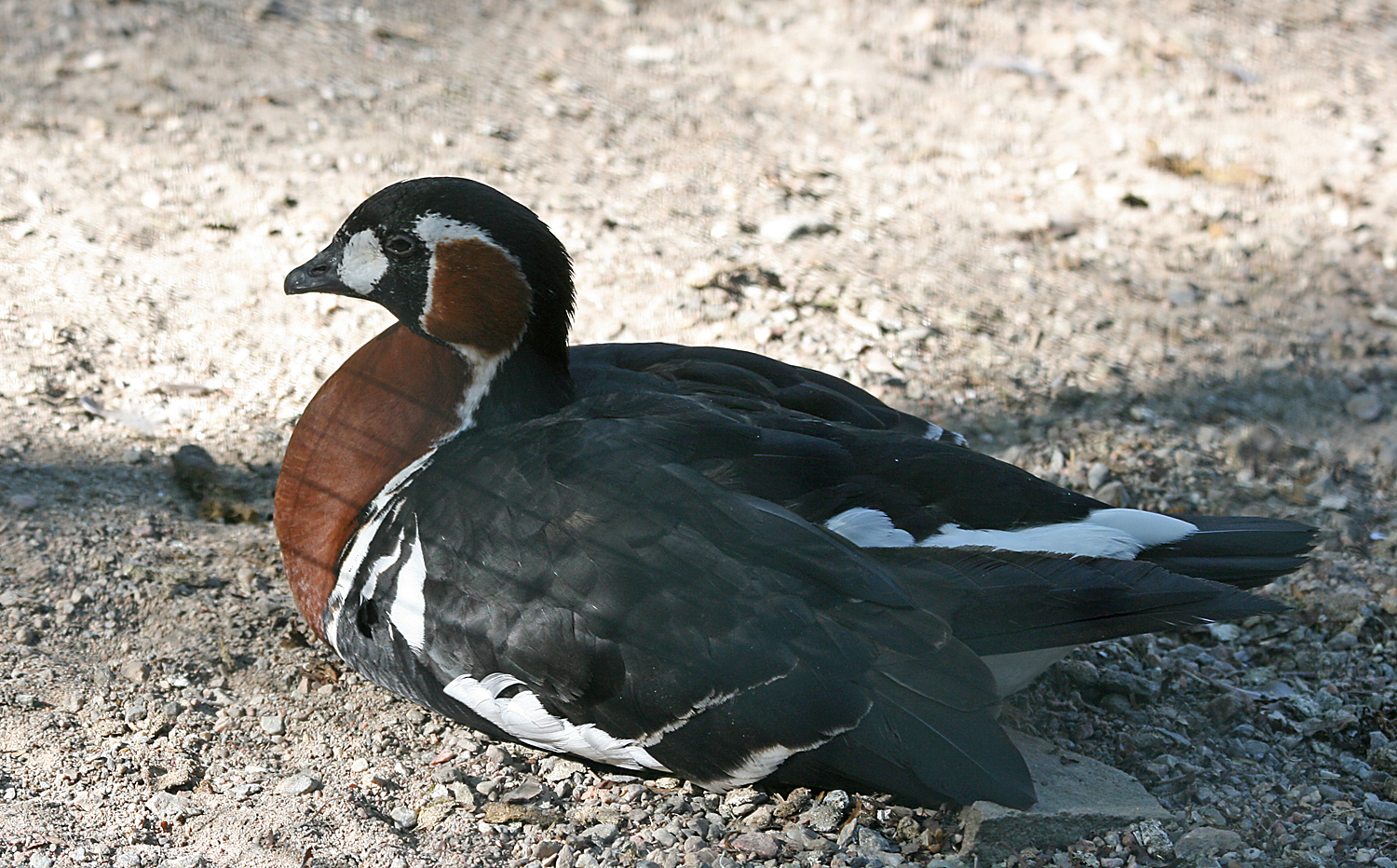 Red-breasted goose (Branta ruficiollis)