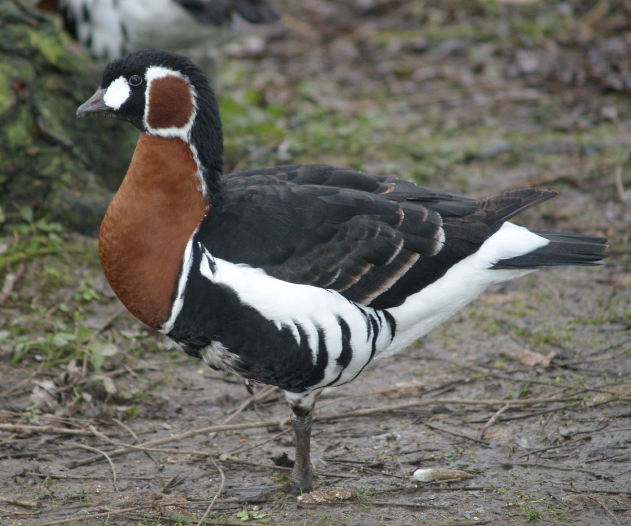Red-breasted goose (Branta ruficollis), 2006-12-31