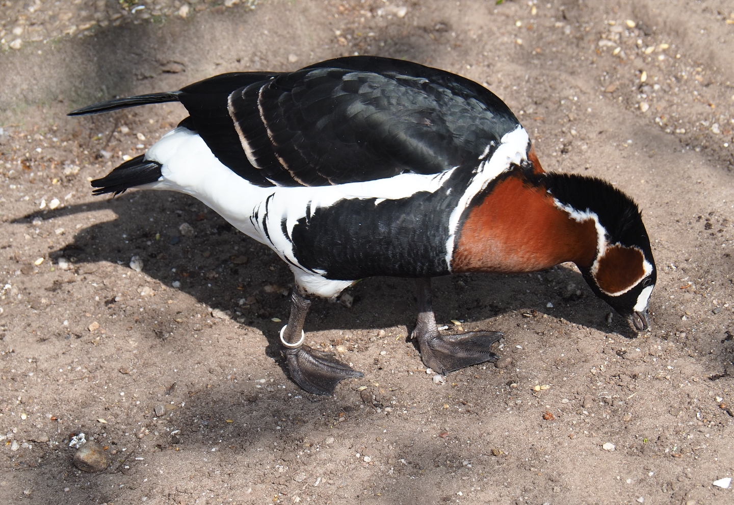 Red-breasted goose (Branta ruficollis), 2019-04-06