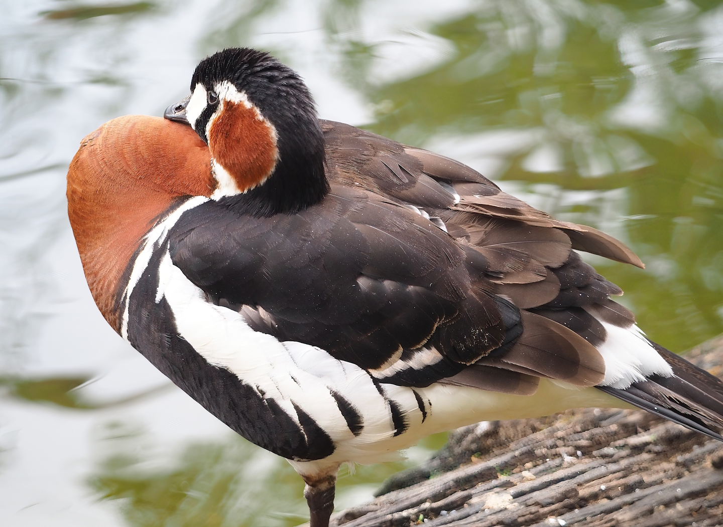Red-breasted goose (Branta ruficollis), 2023-07-18
