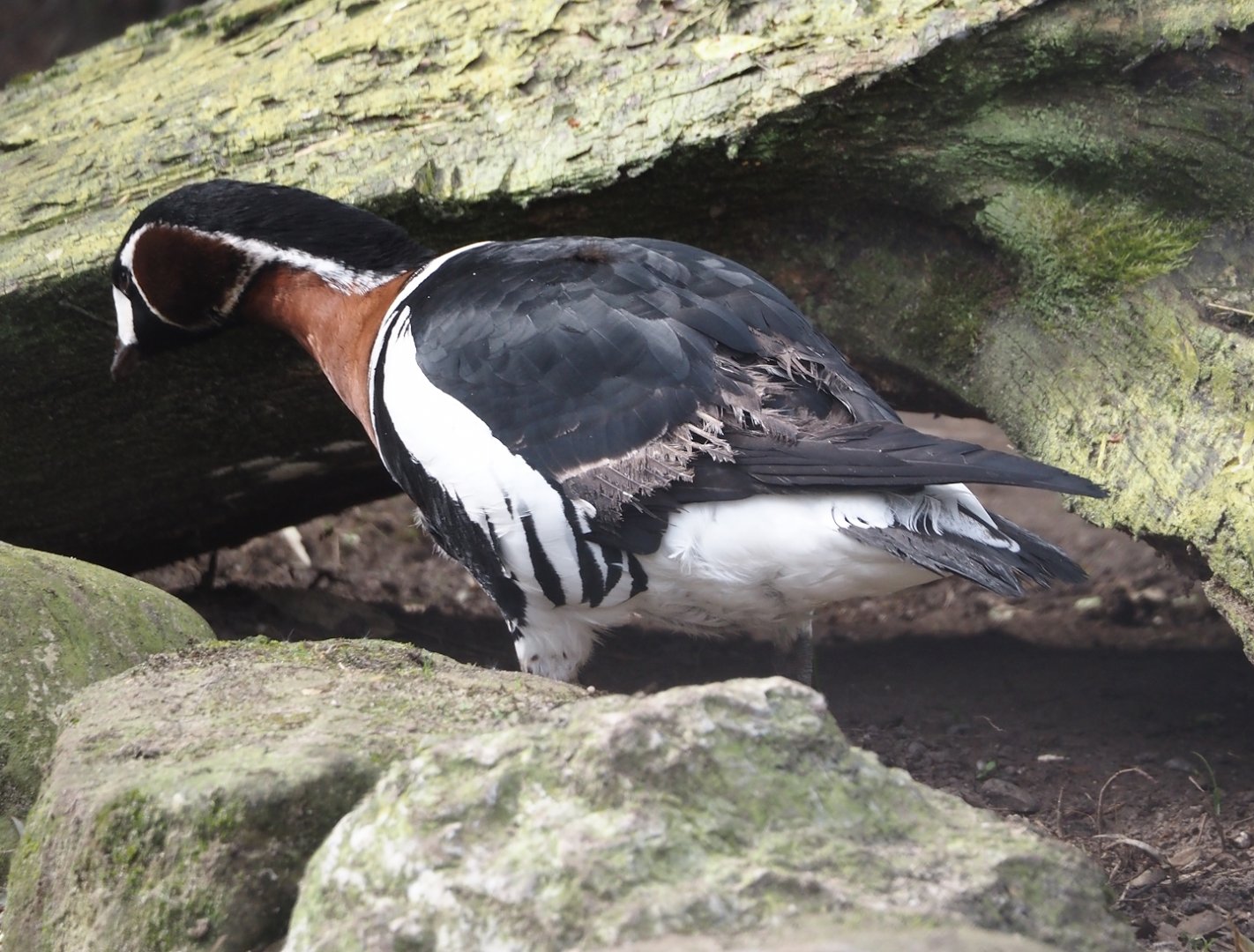 Red-breasted goose (Branta ruficollis), 2024-04-14