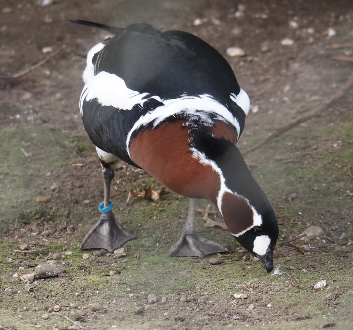Red-breasted goose (Branta ruficollis), 2024-04-14