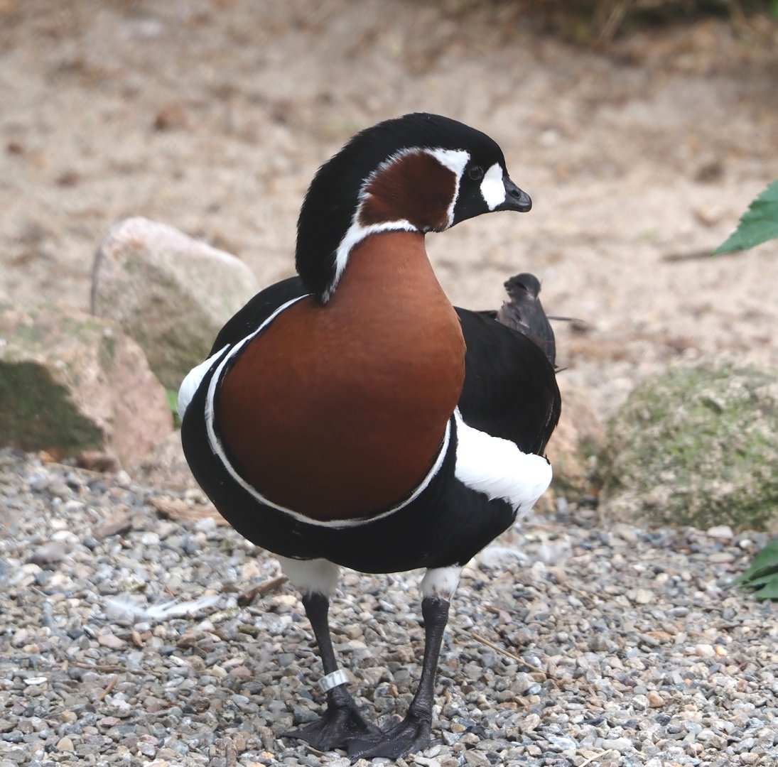 Red-breasted goose (Branta ruficollis), 2024-05-21