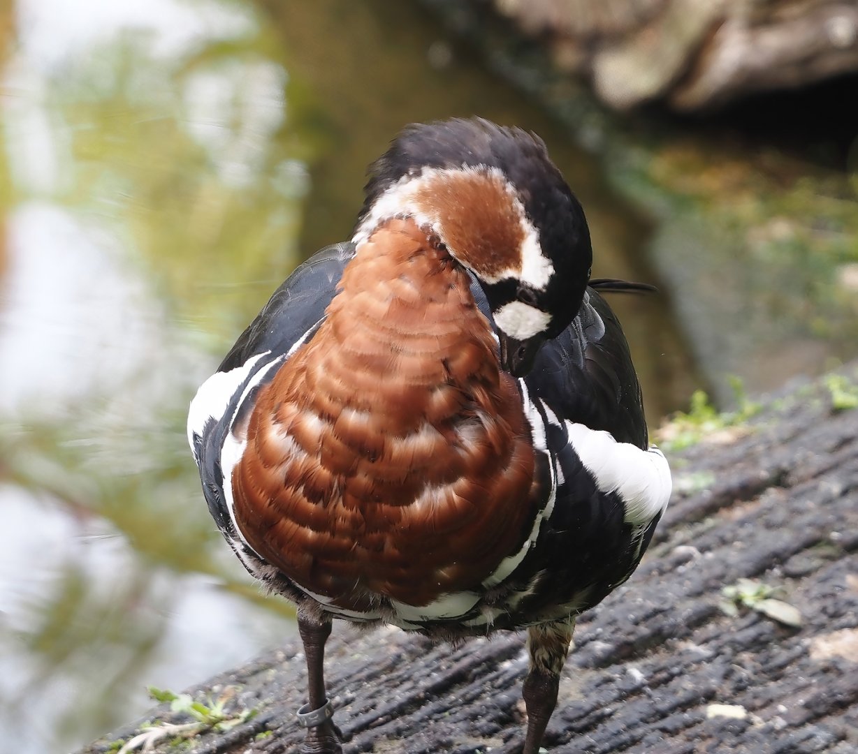Red-breasted goose (Branta ruficollis), 2024-08-21