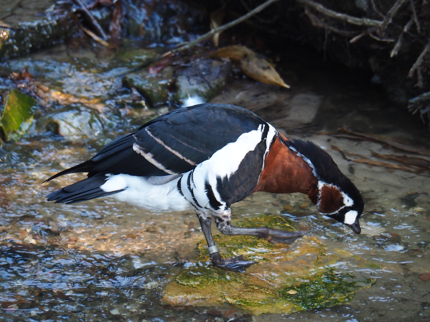 Red-breasted goose (Branta ruficollis), Sep 2nd, 2018
