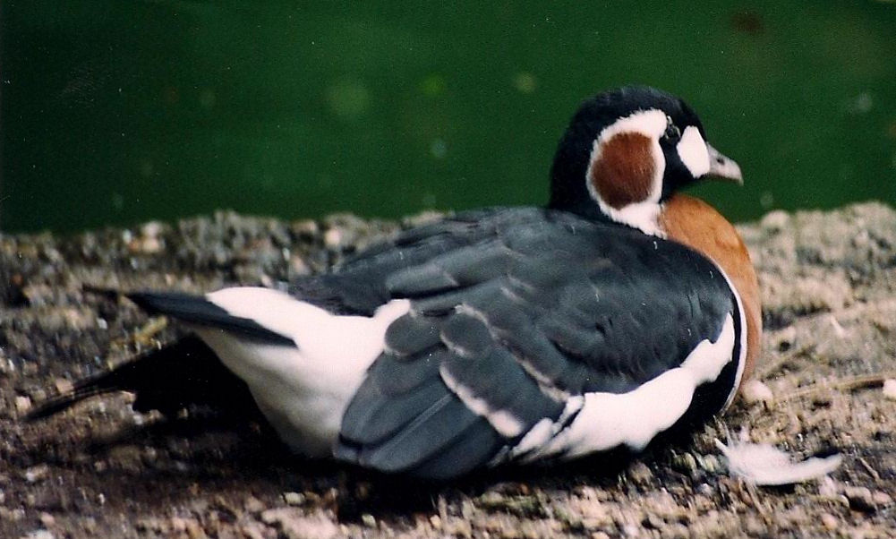Red-Breasted Goose - Branta ruficollis