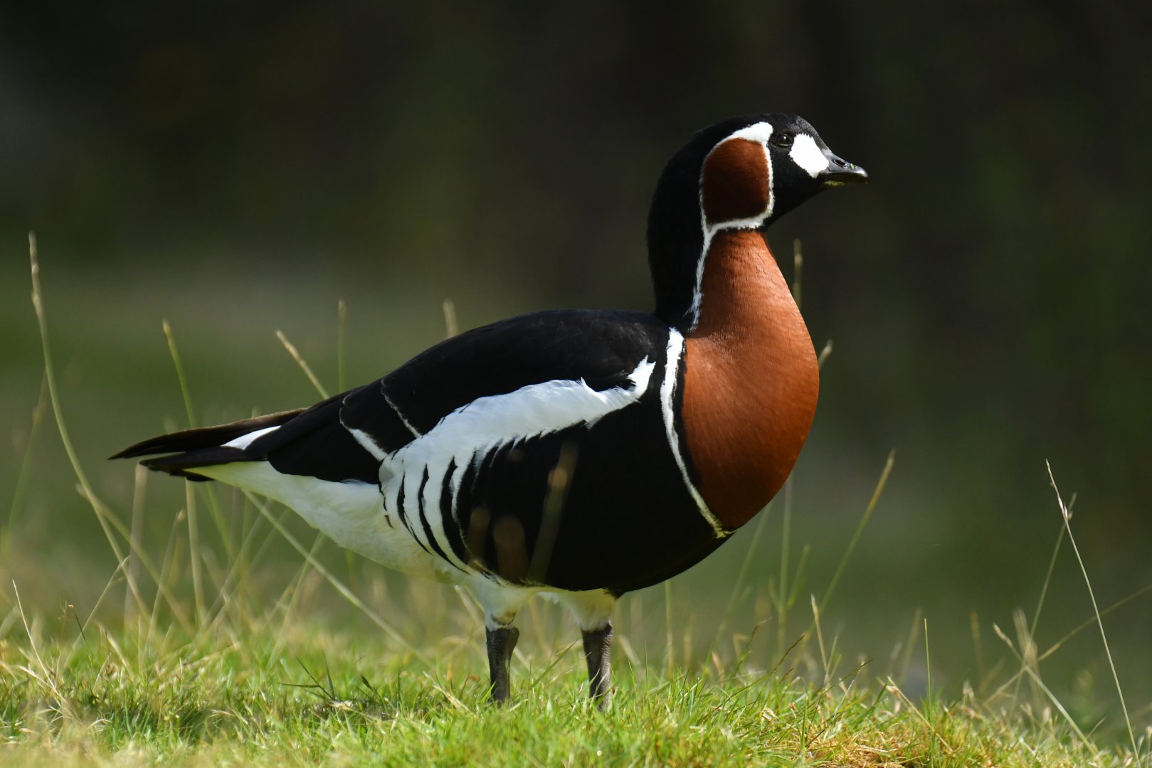 Red-breasted Goose Branta ruficollis