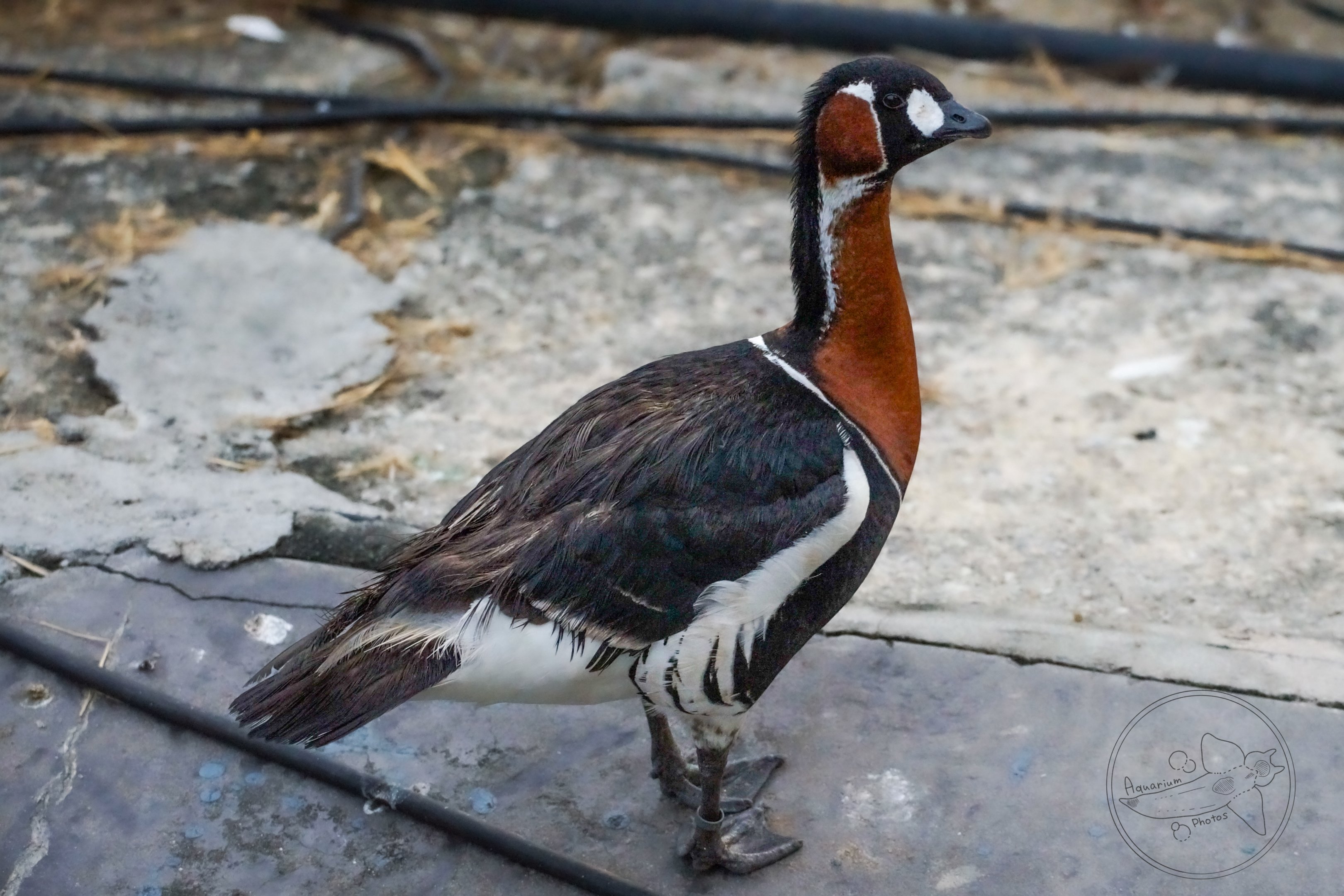 Red-breasted Goose (Branta ruficollis)