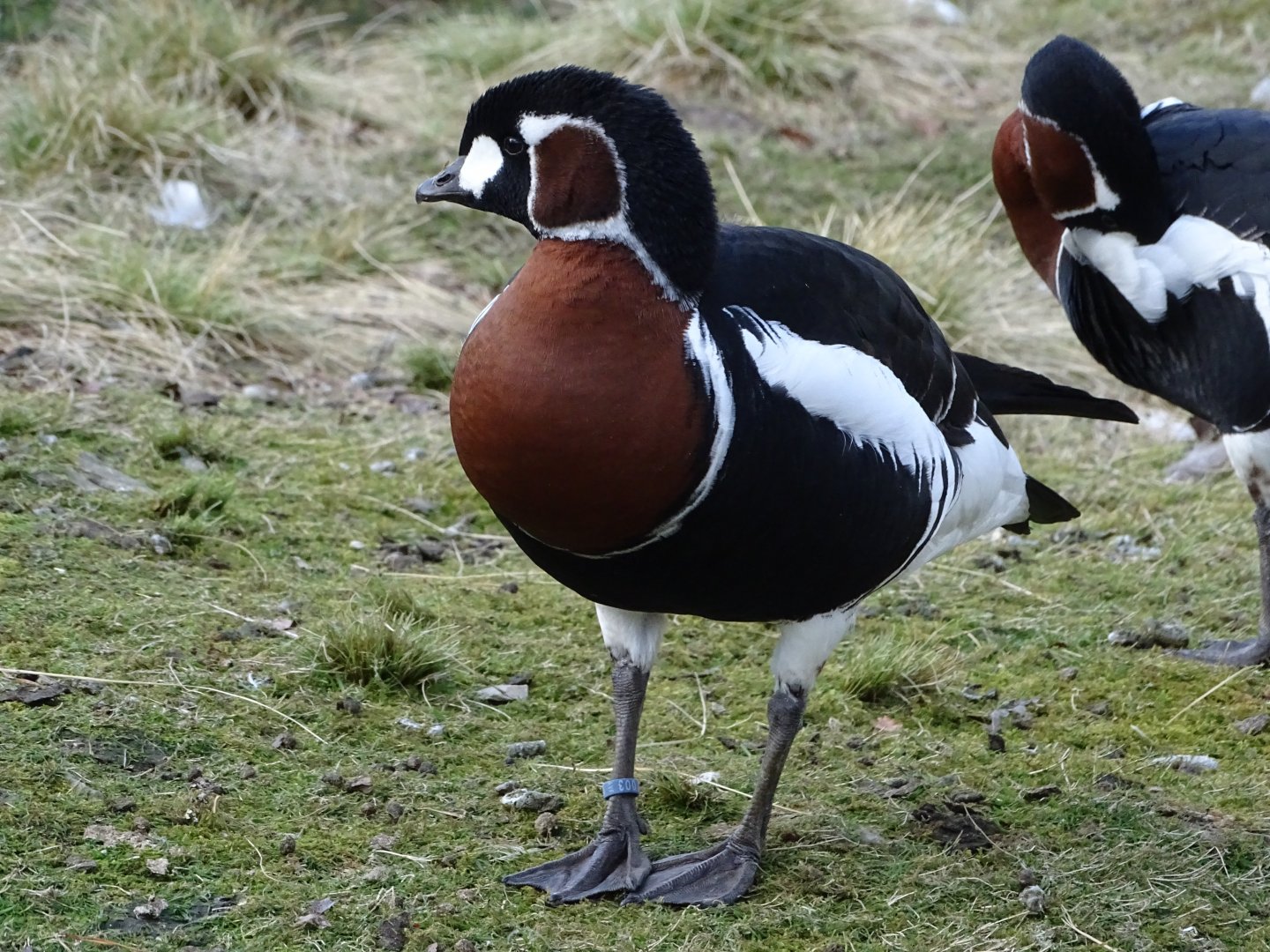 Red-breasted goose (Branta ruficollis)