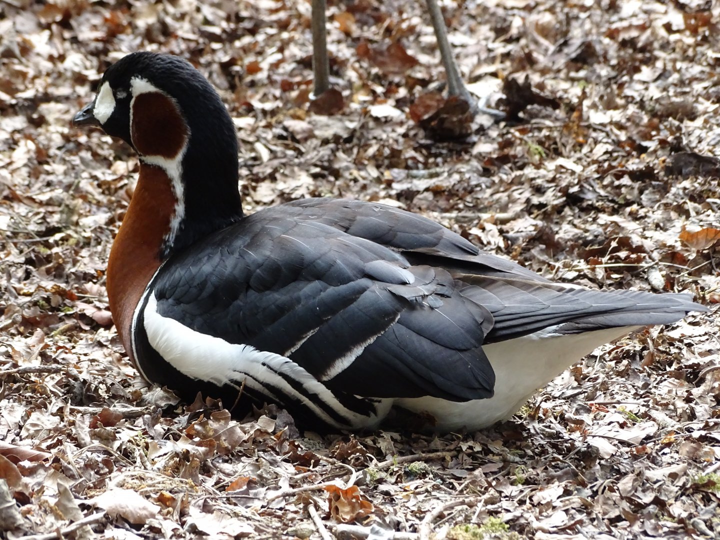 Red-breasted goose (Branta ruficollis)
