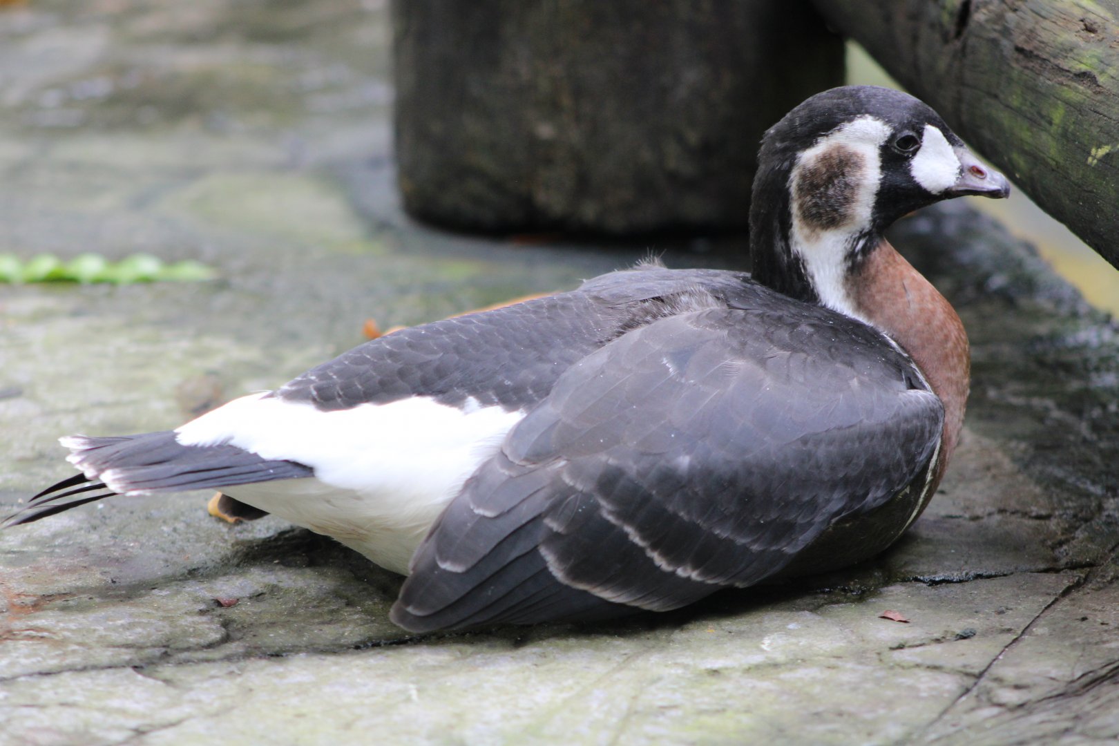 Red-Breasted Goose (Branta ruficollis)
