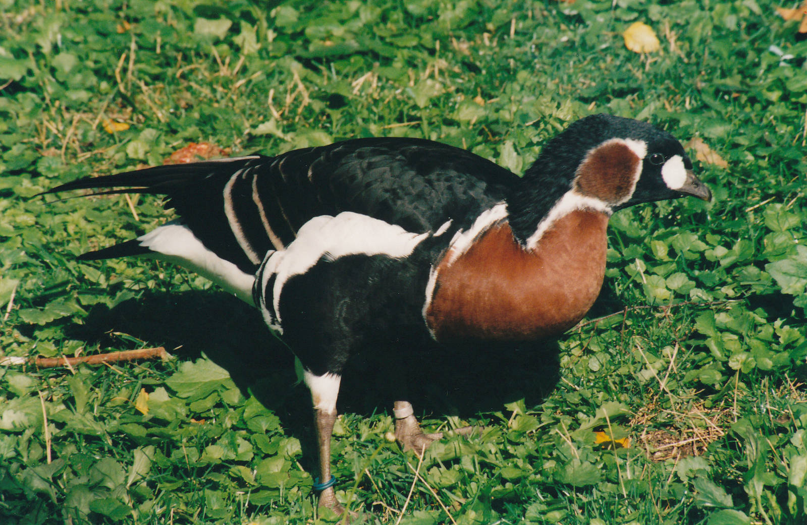red-breasted goose (Branta ruficollis)