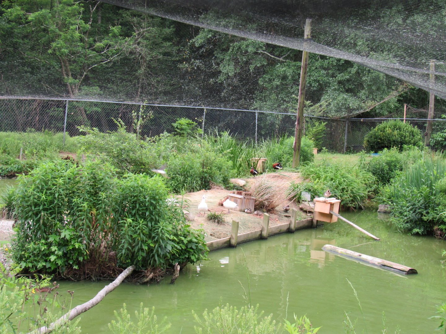 Red-breasted goose breeding aviary
