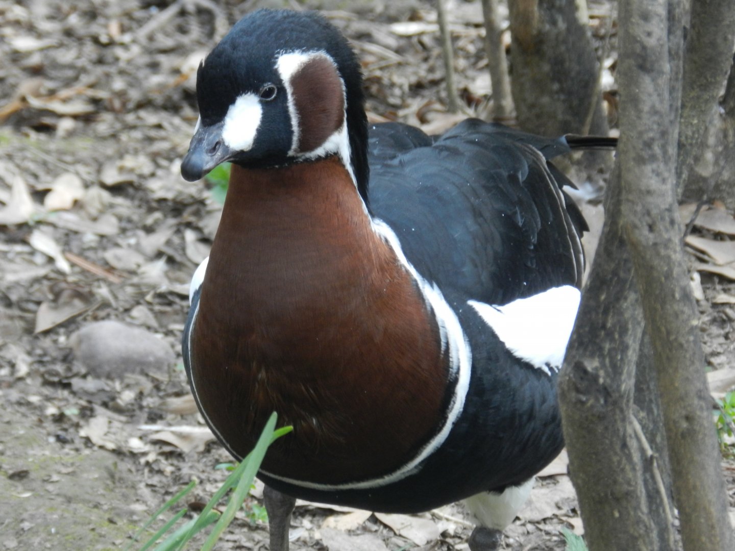 Red-breasted goose - Buin zoo