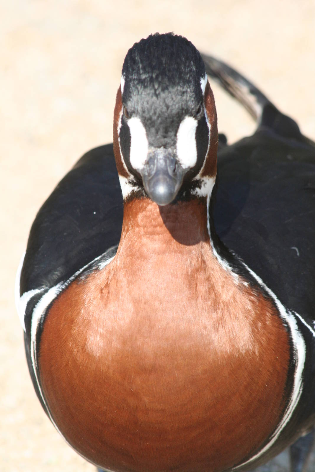 Red-breasted goose- Castle Espie WWT 08
