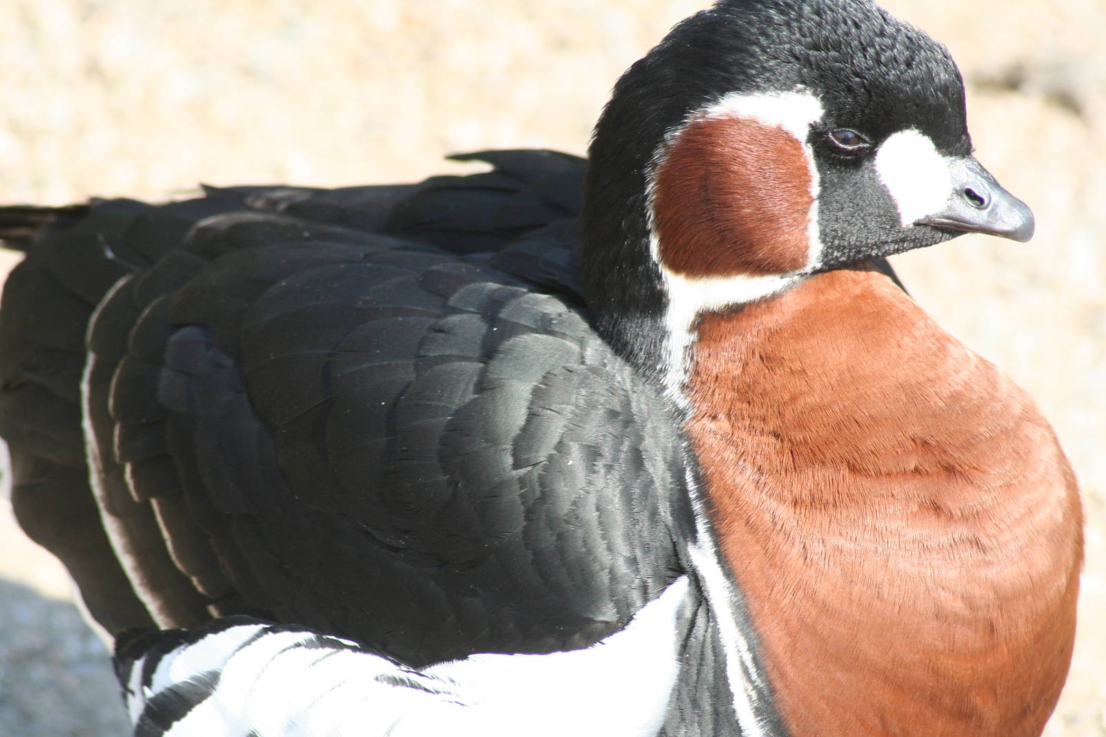 Red-breasted goose - Castle Espie WWT 08