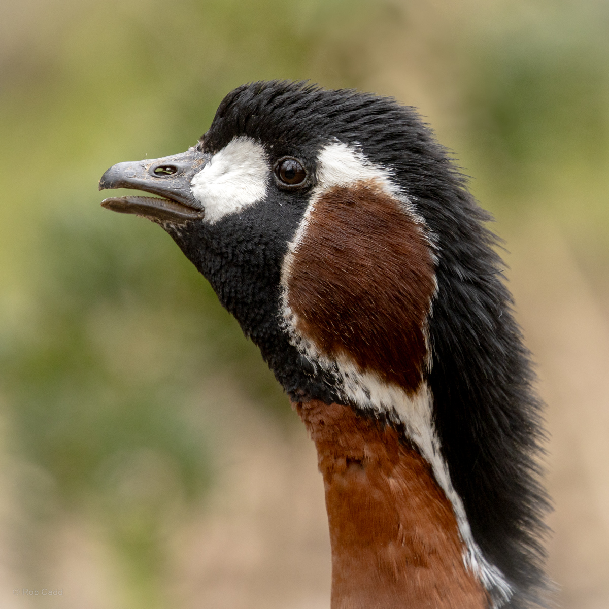 Red-breasted goose : Cotswold WP : 14 Mar 2025