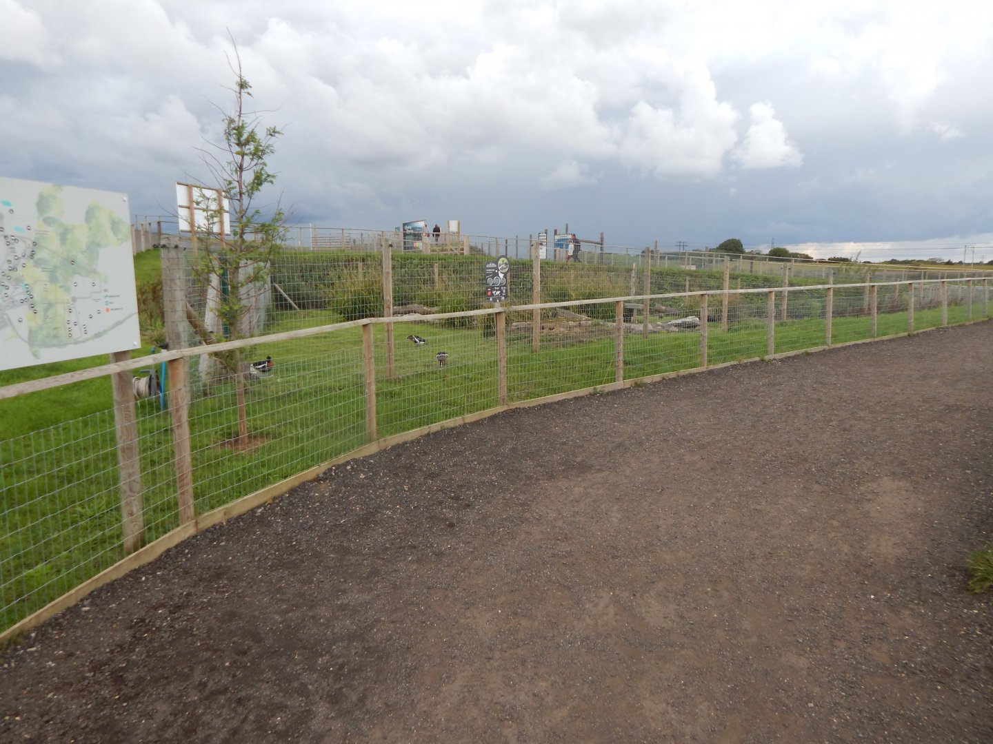 Red-breasted goose enclosure 130925