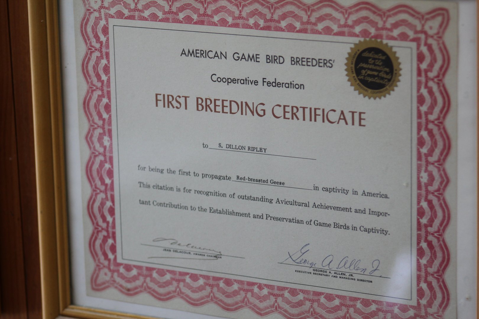 Red-Breasted Goose First Breeding