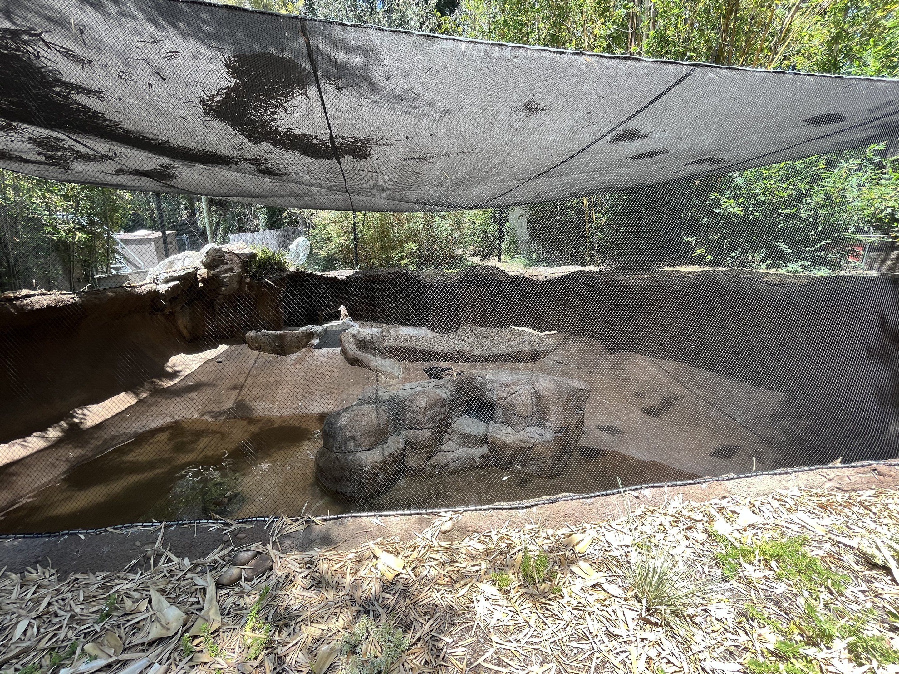 Red-breasted Goose Grotto!