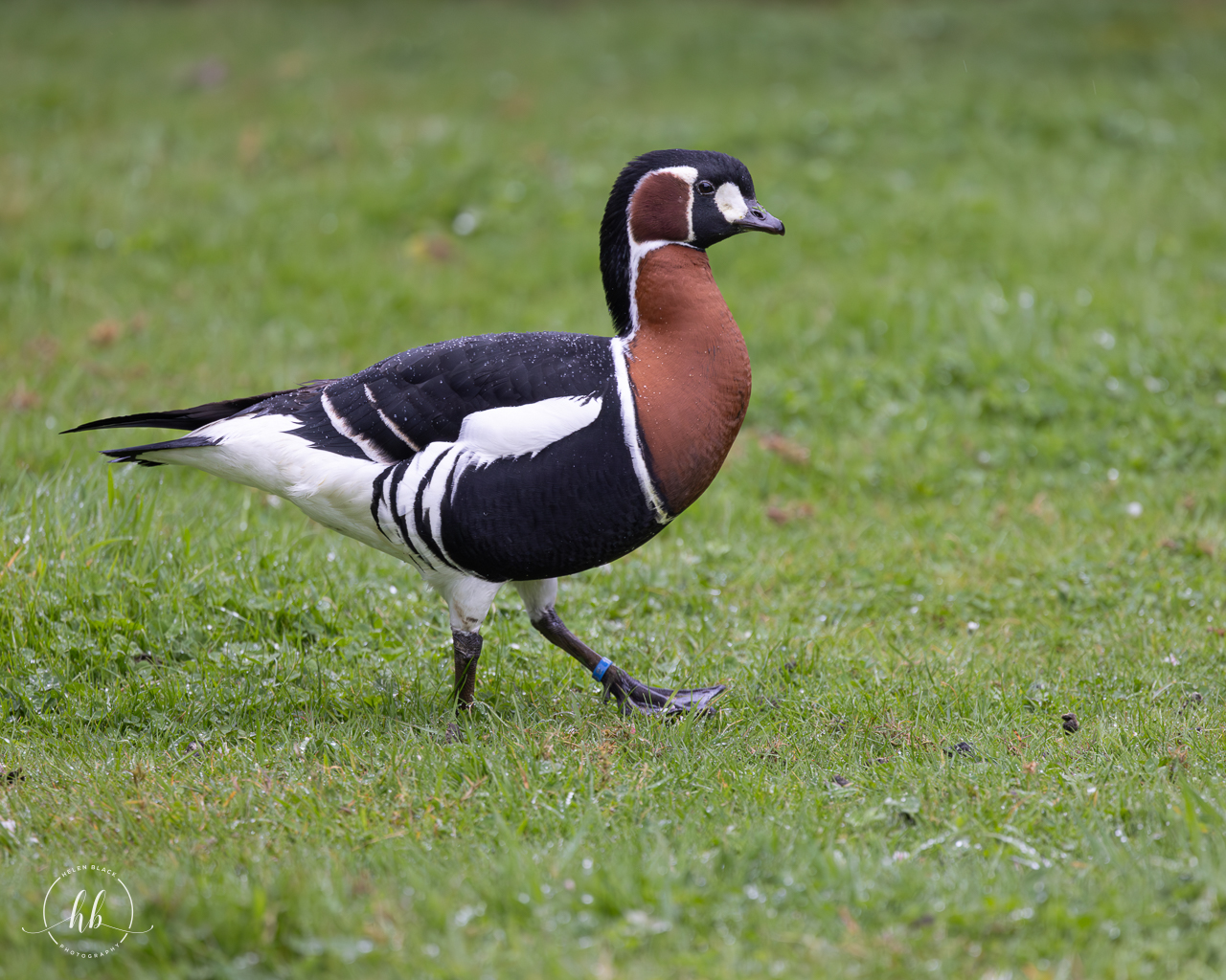 Red-breasted Goose / Hamerton / 3-5-24