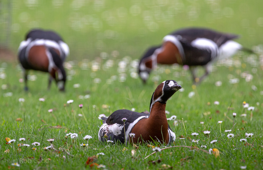 Red-breasted goose : Hamerton : 31 May 2019