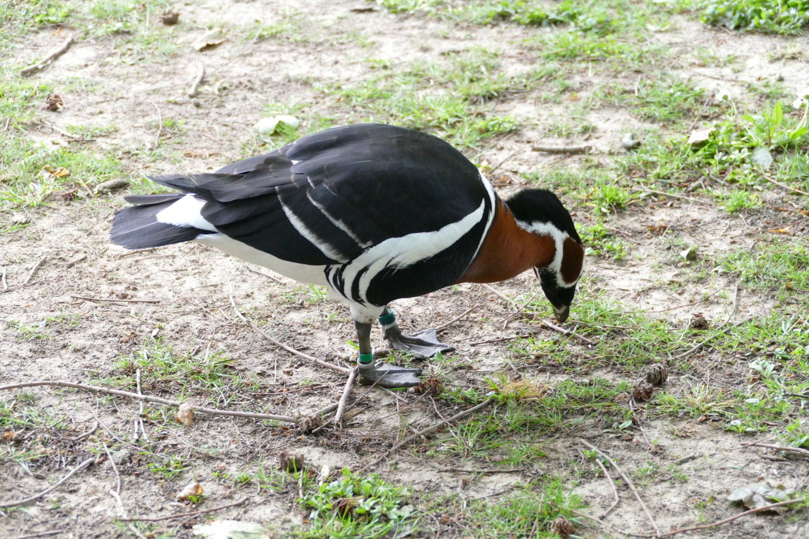 Red-breasted goose, June 2018