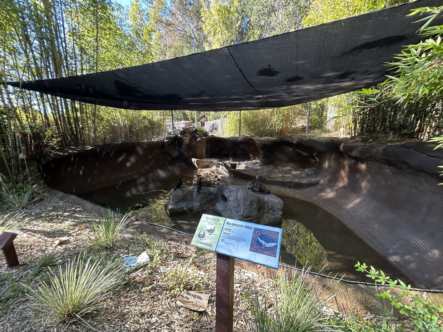 Red-breasted Goose & White-headed Duck Exhibit - Bear Canyon