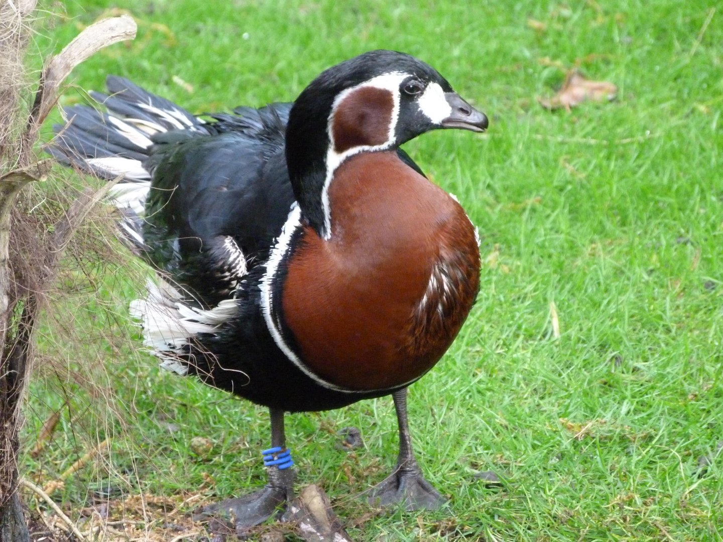 Red-breasted goose -ZooParc de Beauval (2025)