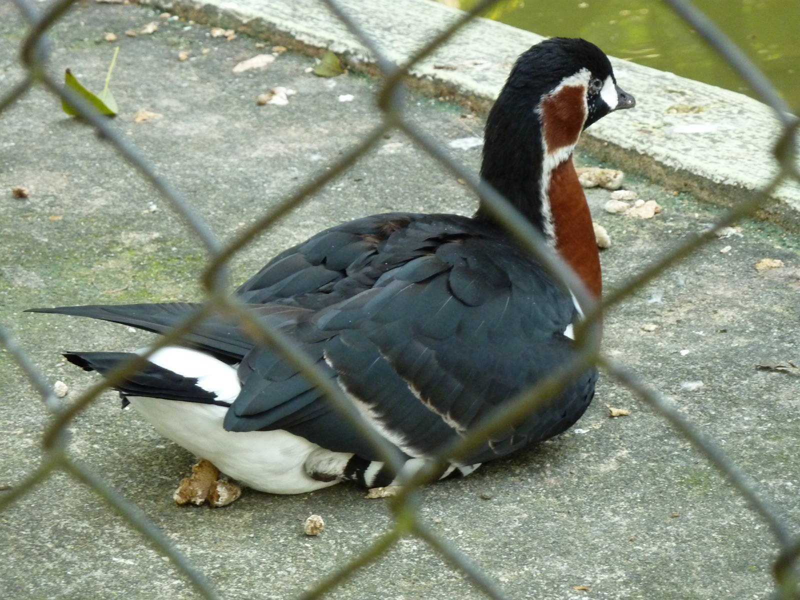Red-breasted goose