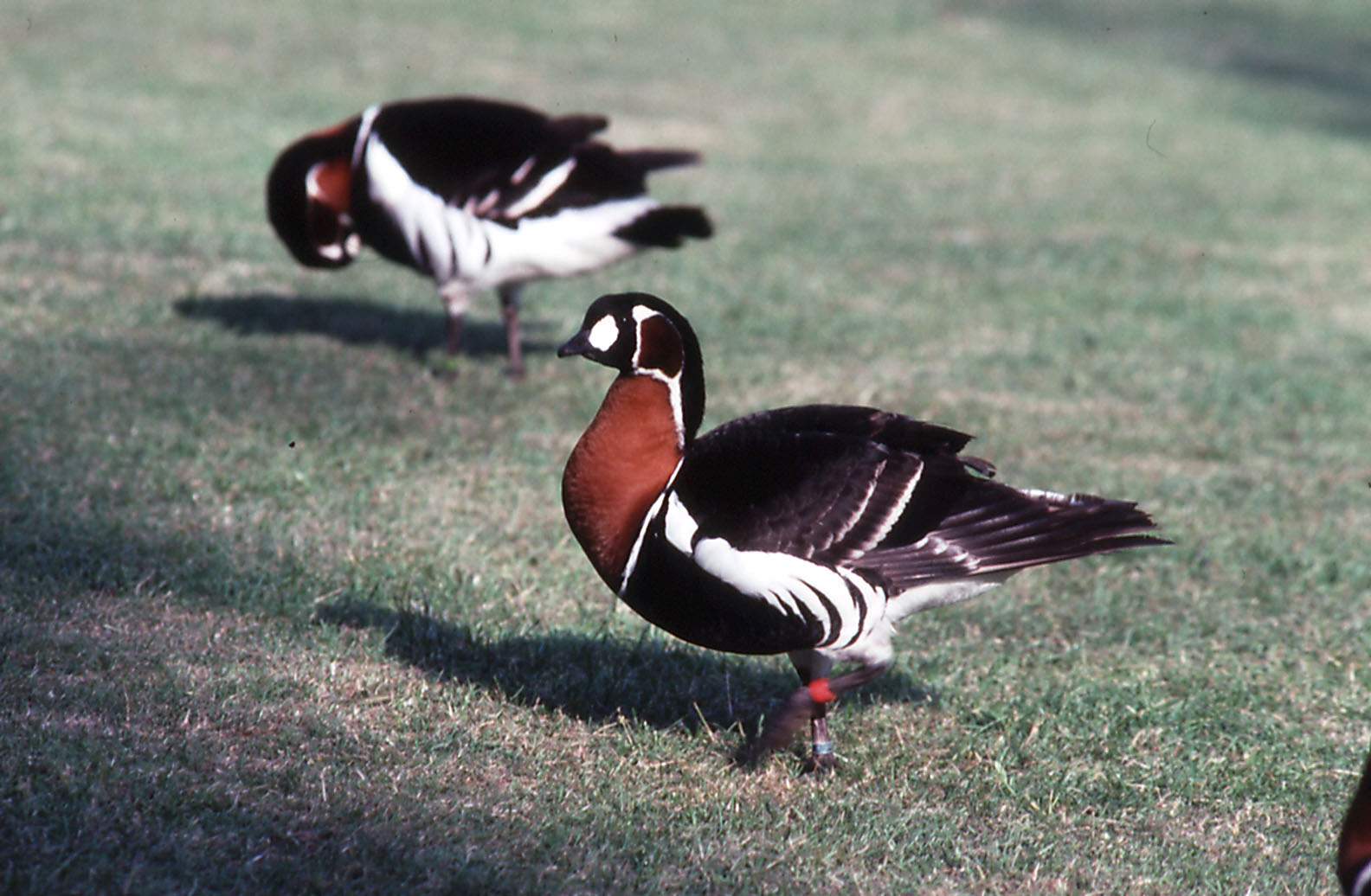 Red-breasted Goose