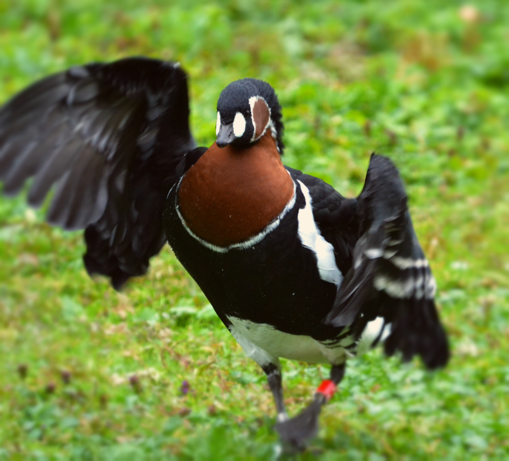 red breasted goose