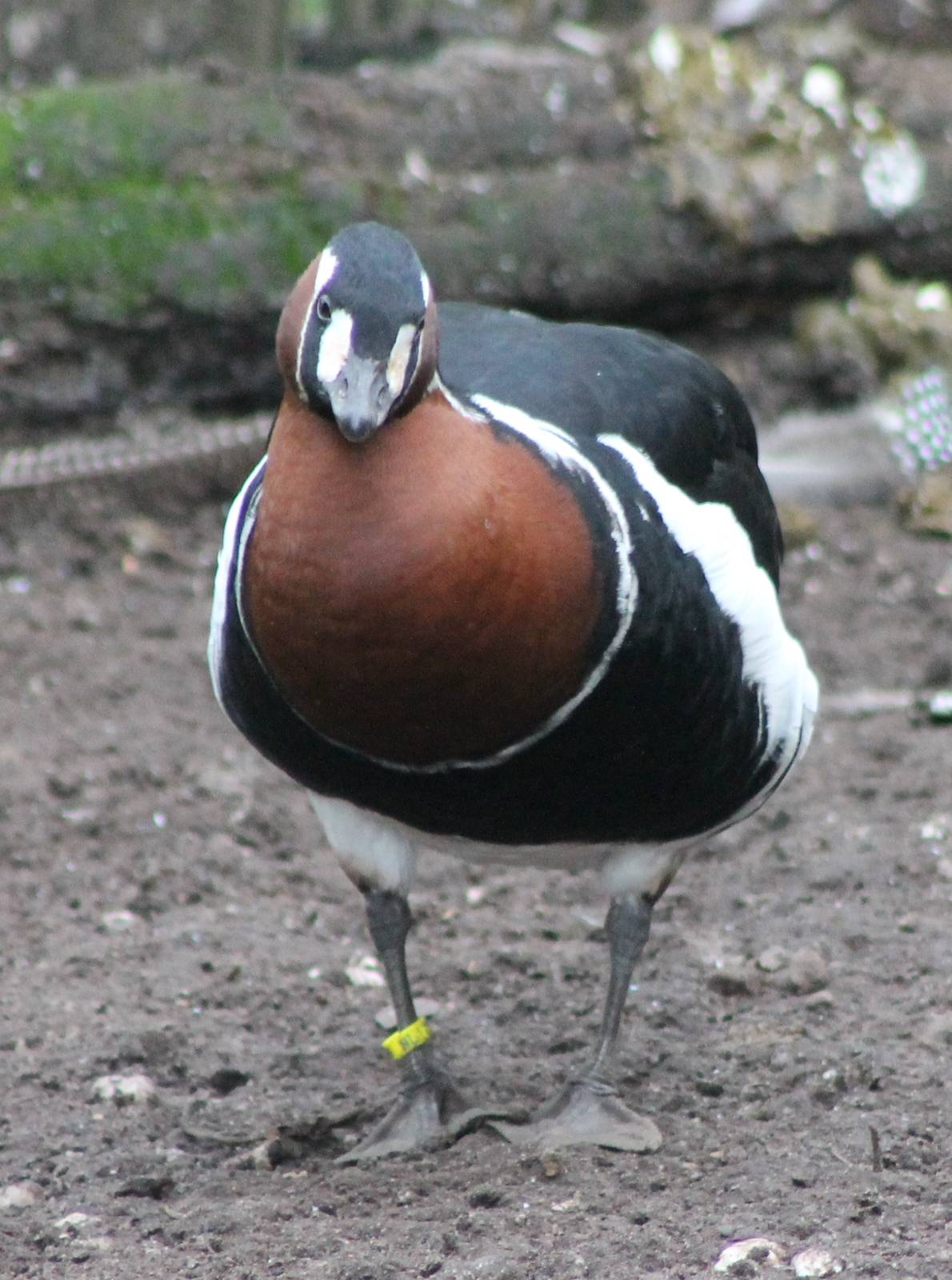 Red-breasted goose
