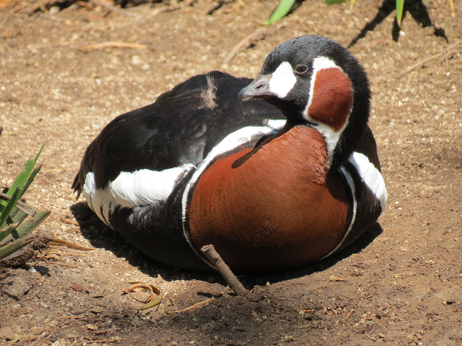 Red-breasted Goose