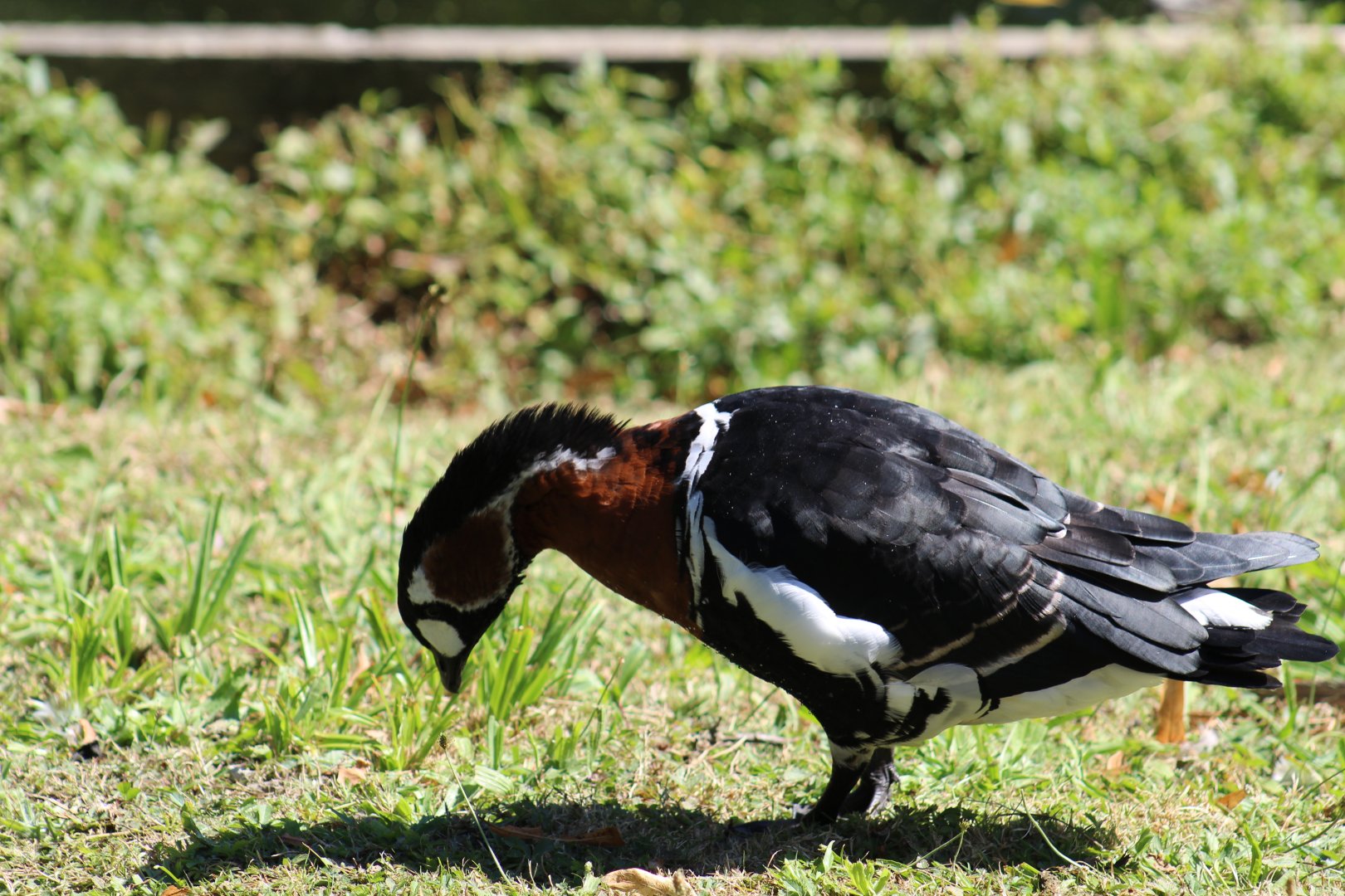 Red-Breasted Goose