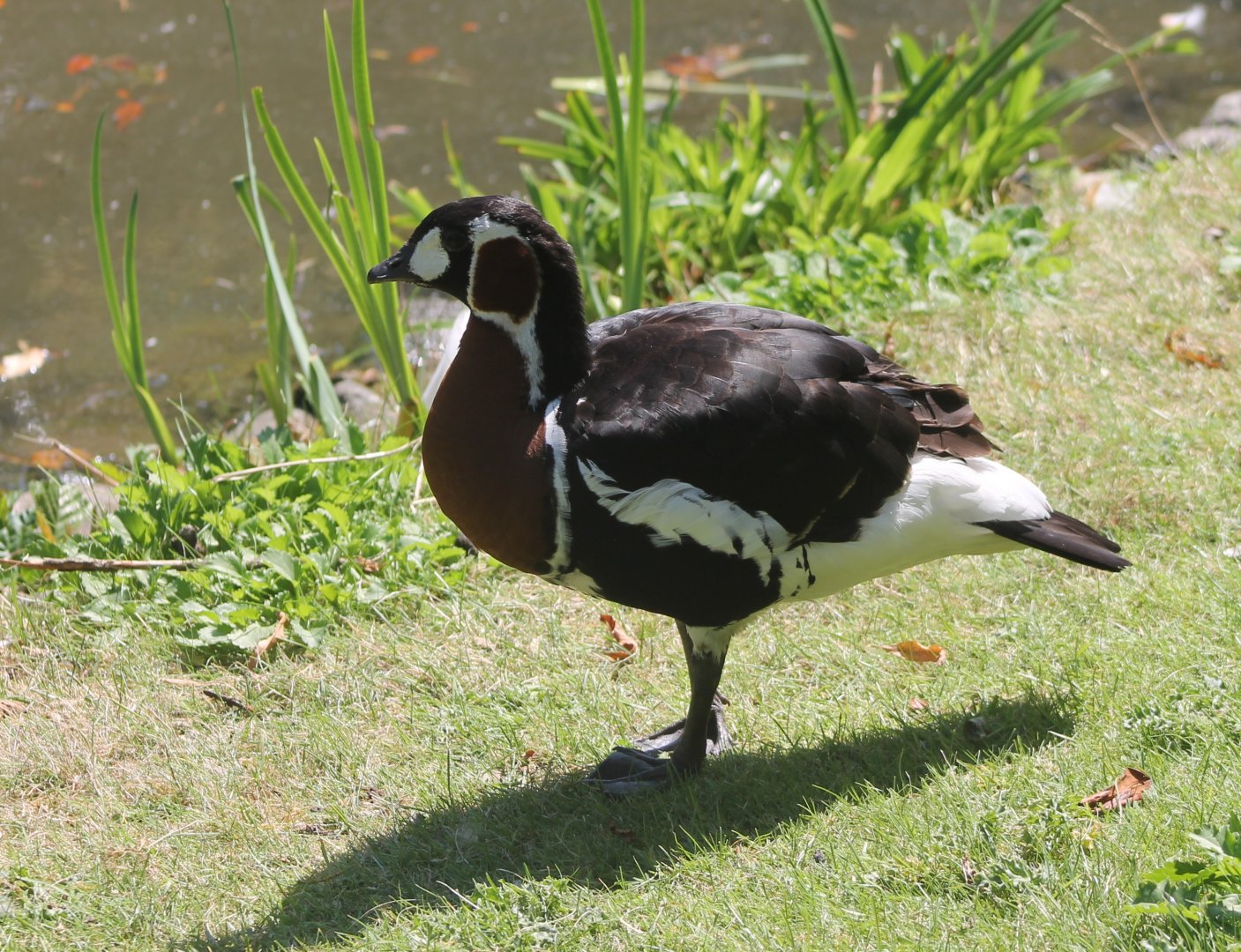 Red-breasted goose