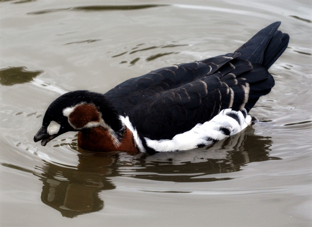 Red Breasted Goose
