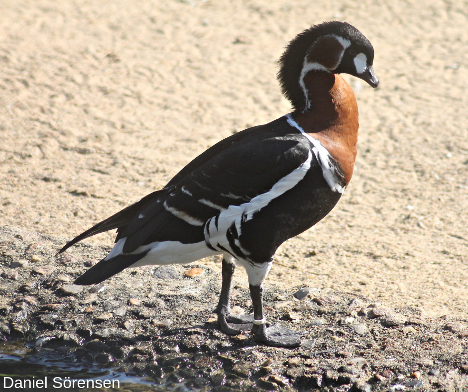 Red-breasted goose