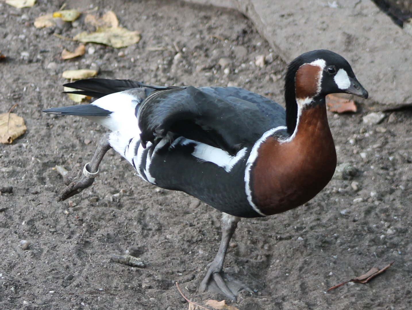 Red-breasted goose