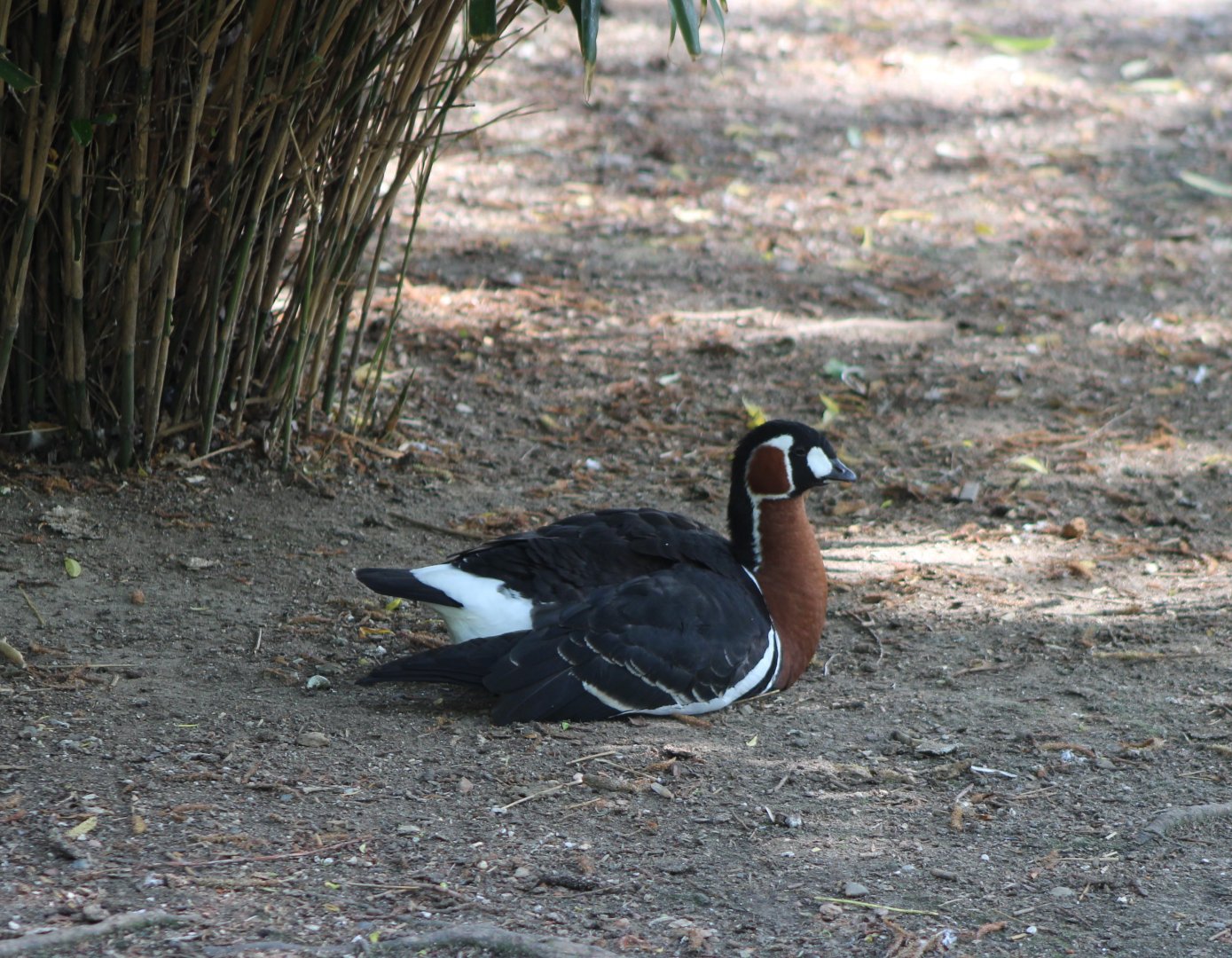 Red-breasted goose