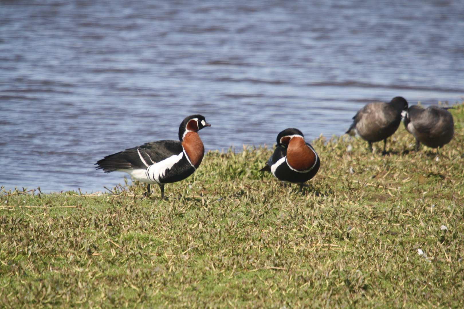 Red- breasted goose