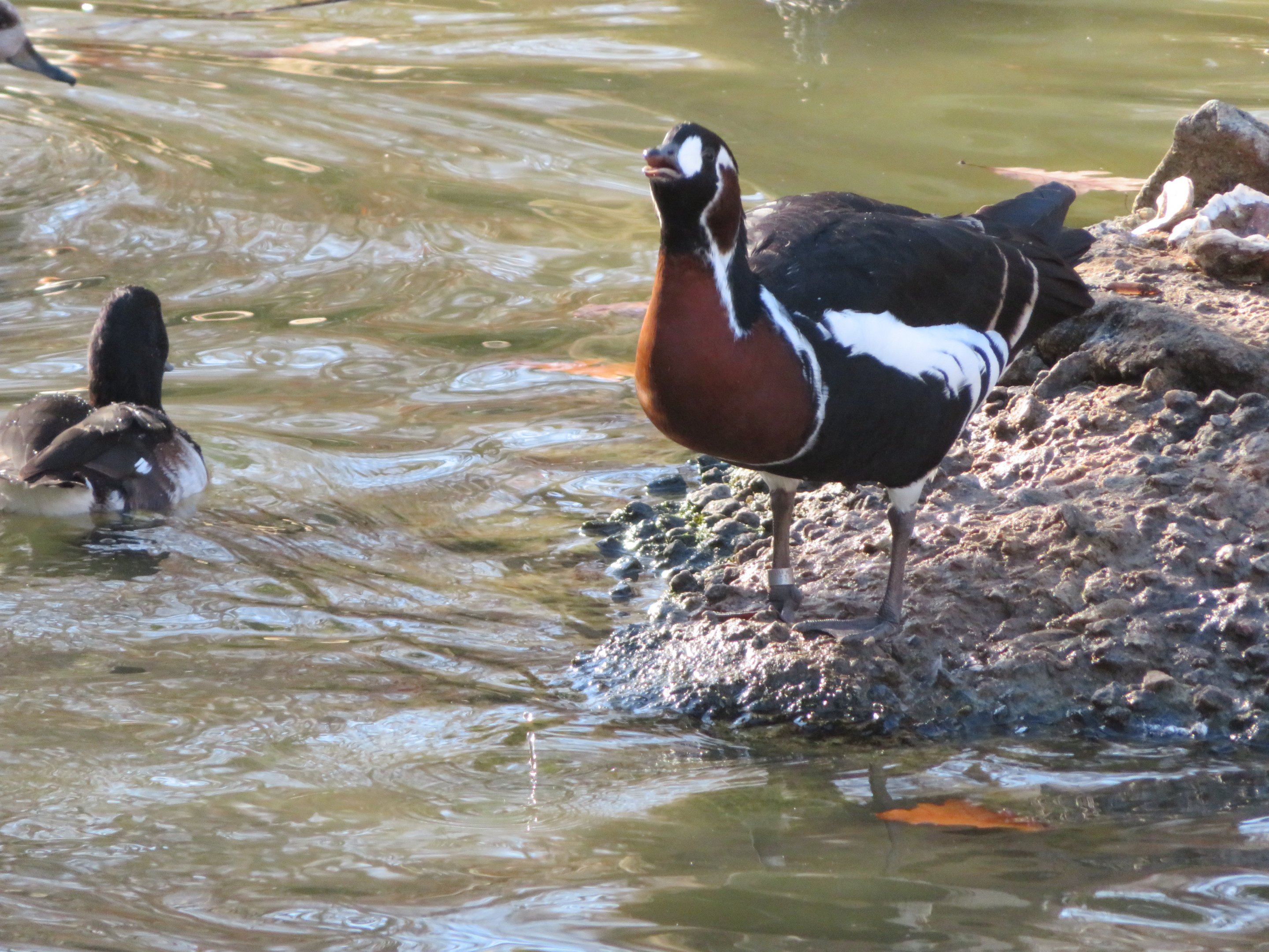 Red-breasted Goose