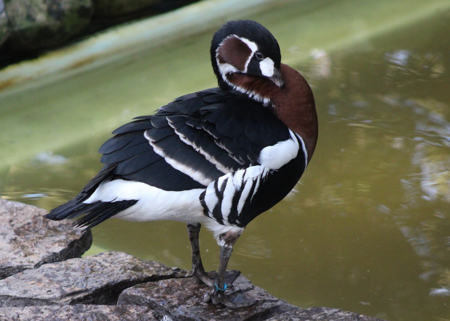 Red-breasted goose