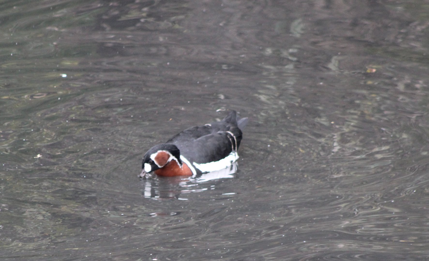 Red-breasted goose