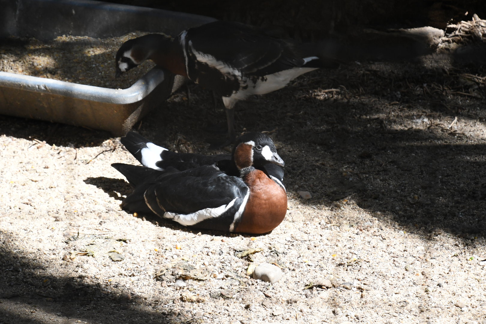 Red-breasted Goose