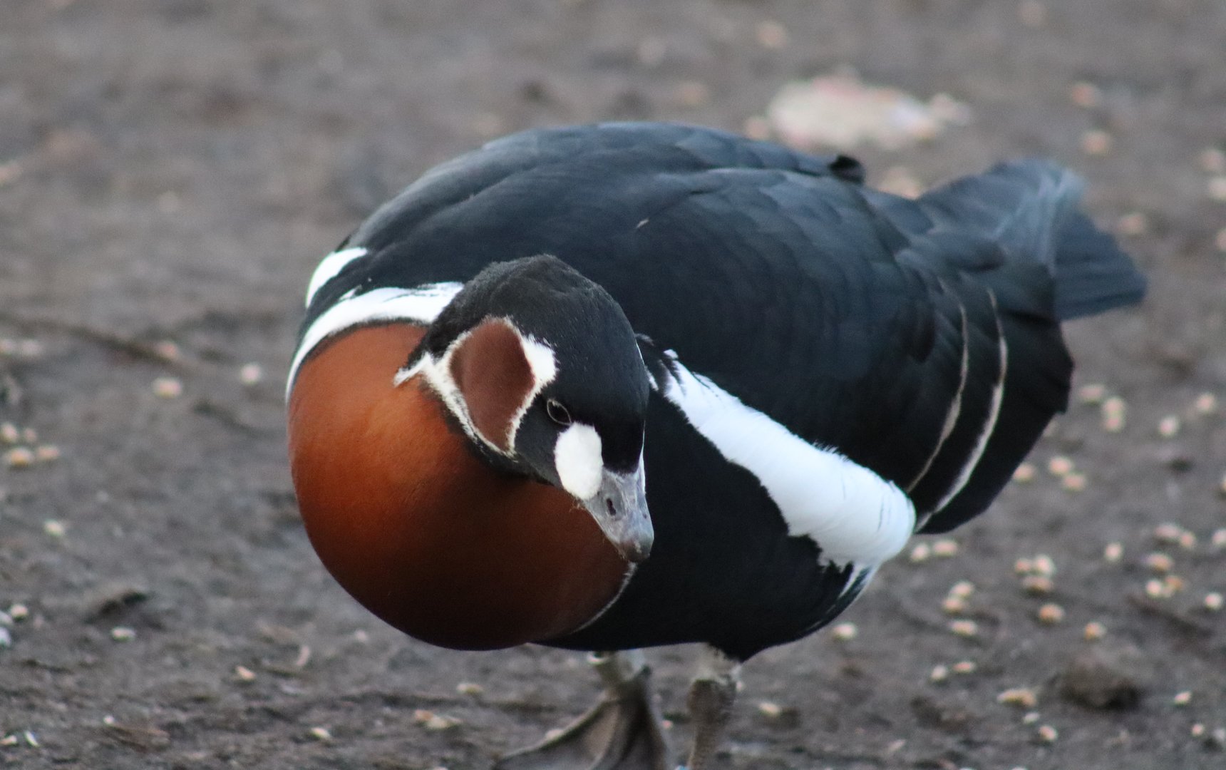 Red-breasted Goose